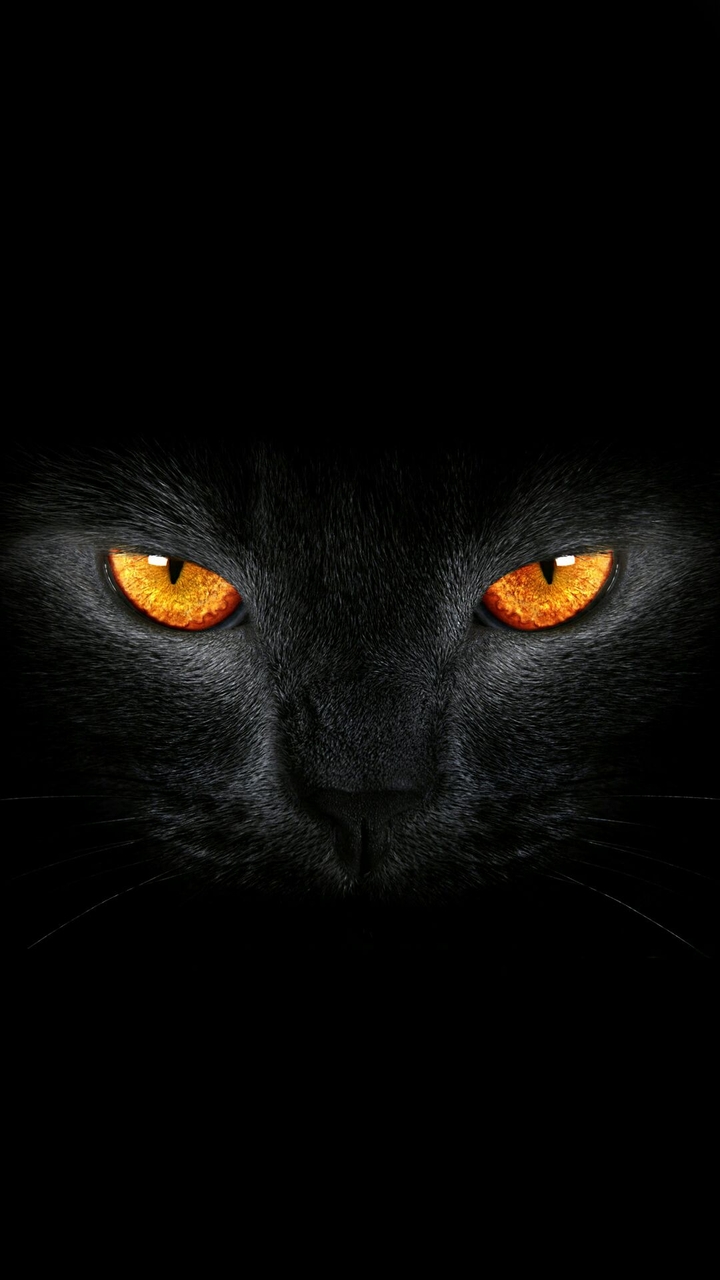 The Dark Cat