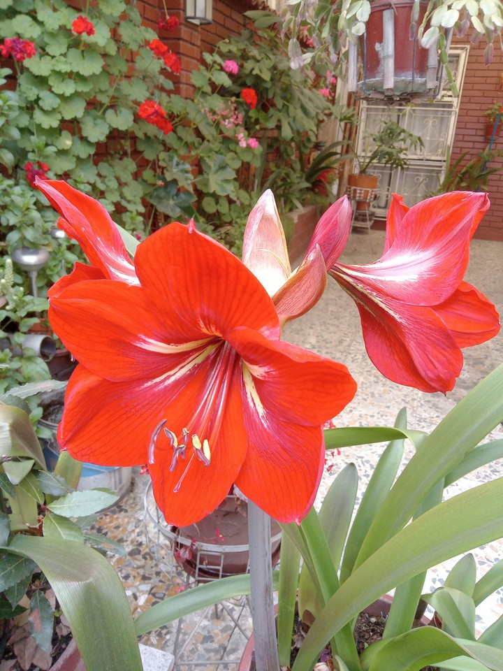 Azucenas de mi jardín