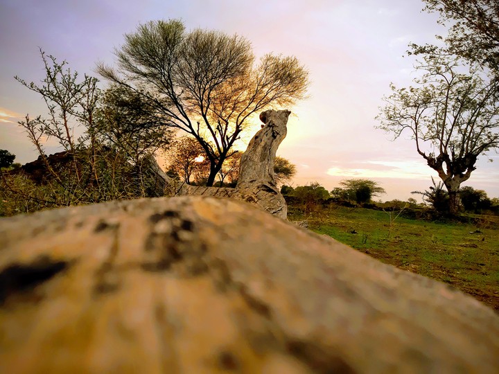 Nature Wallpaper