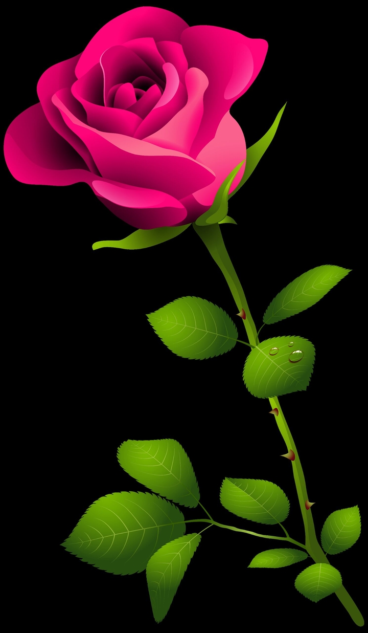 pink rose and black background