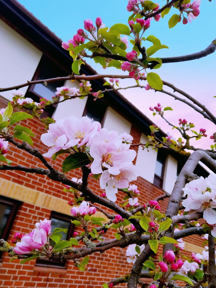 flower story