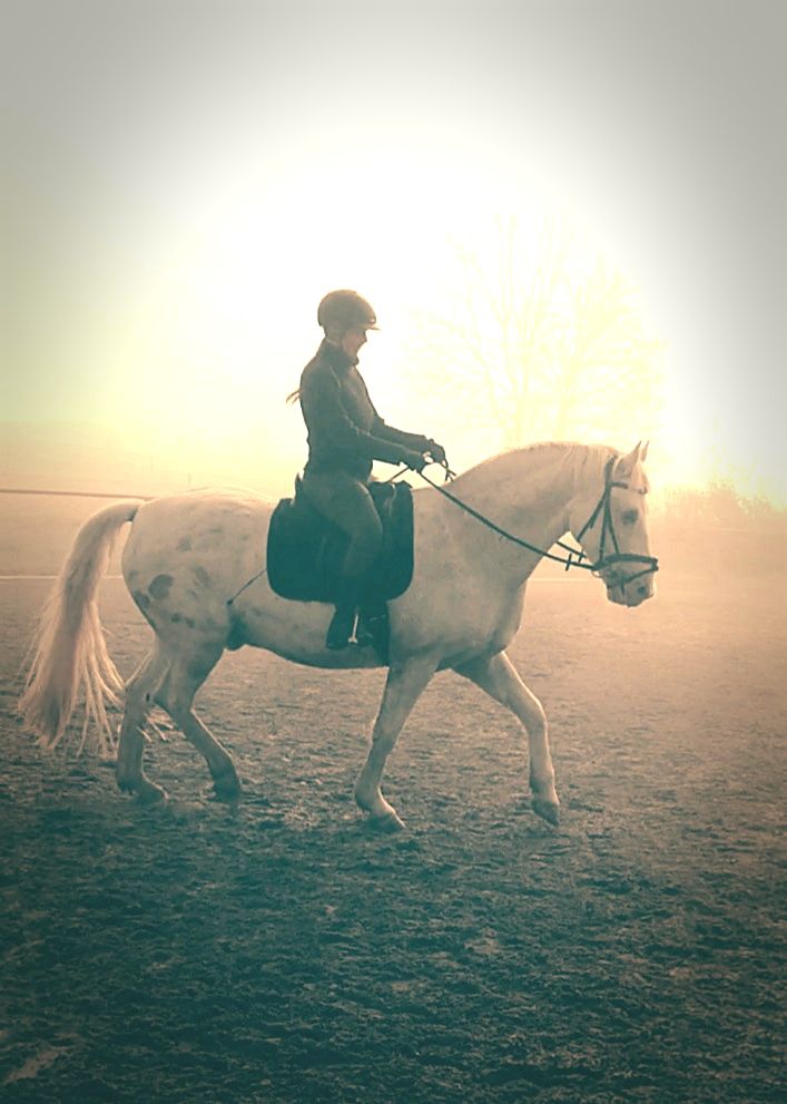 horselove