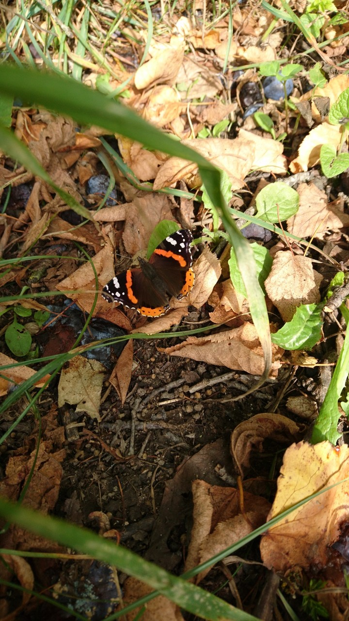 Butterfly
