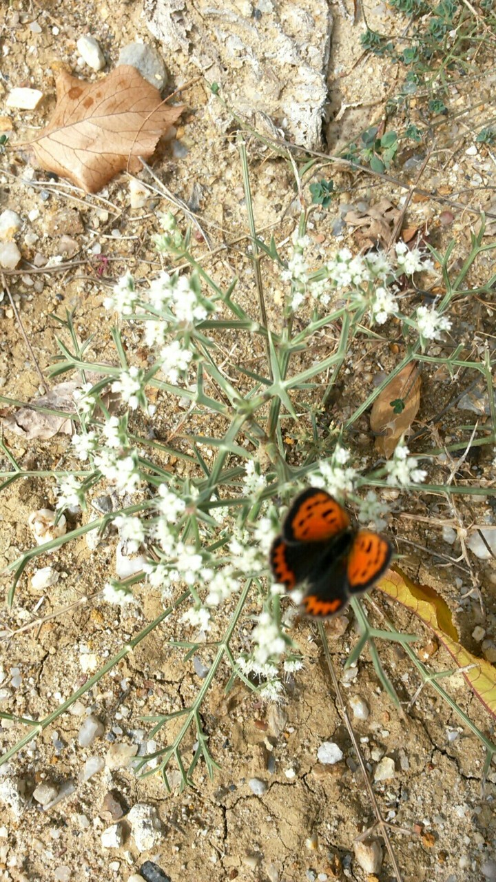 Beauty Butterfly