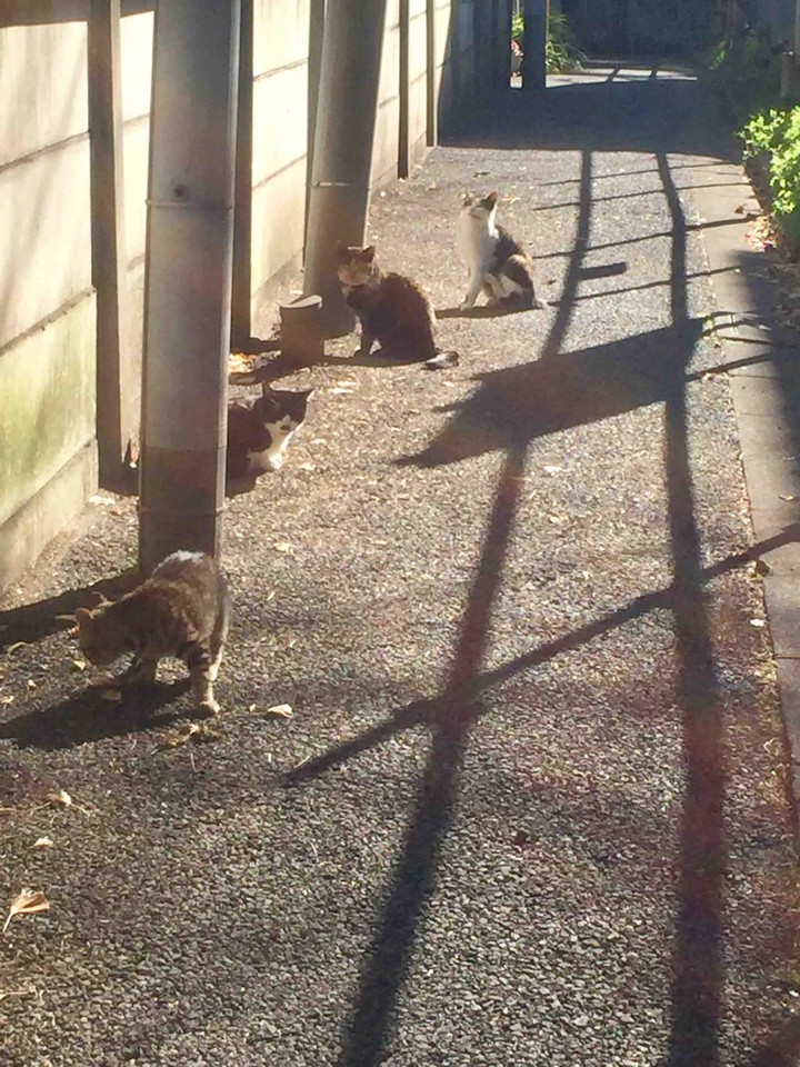 いっぱい居るー
