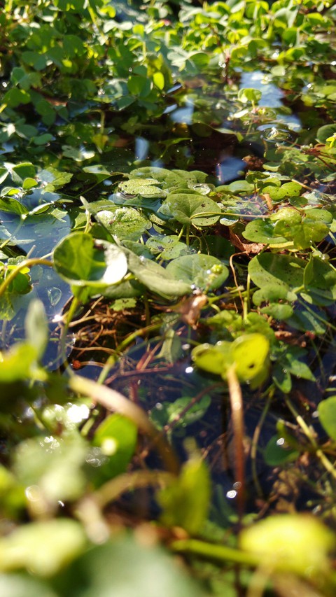Water in the grass