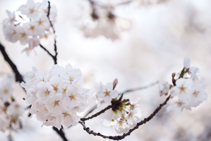 벚꽃