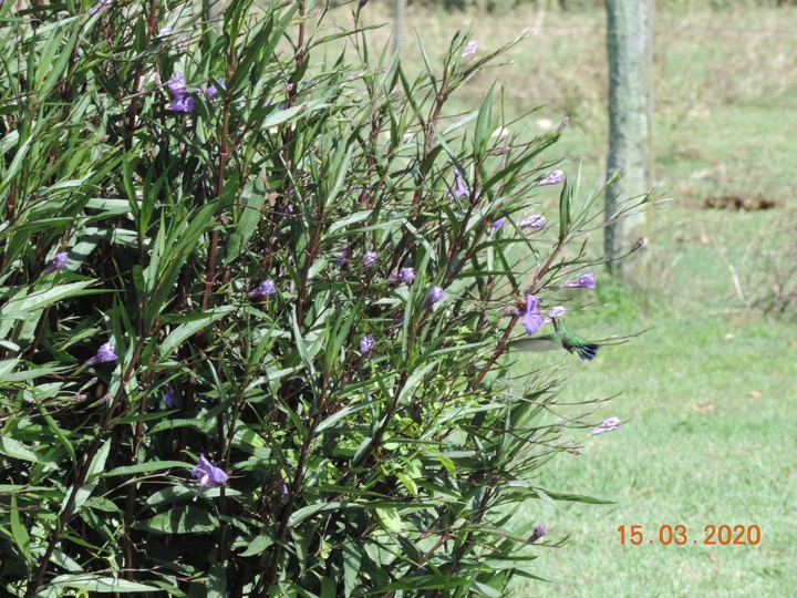 Colibrí