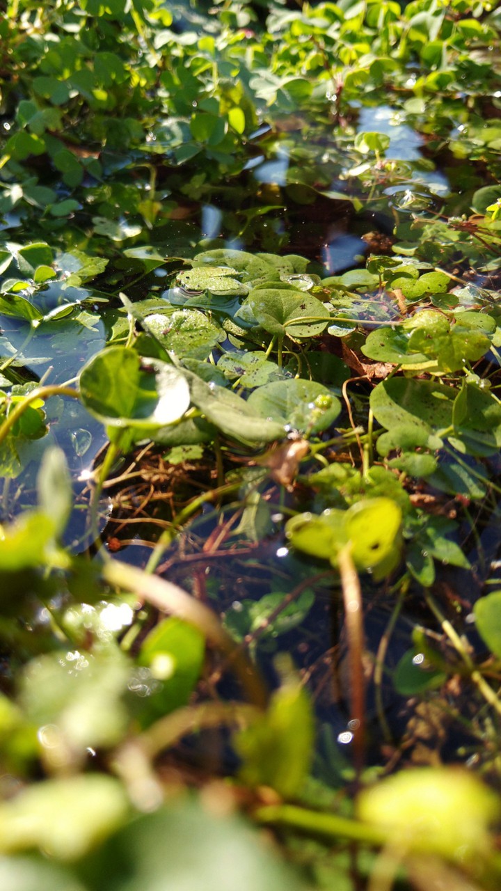 Water in the grass