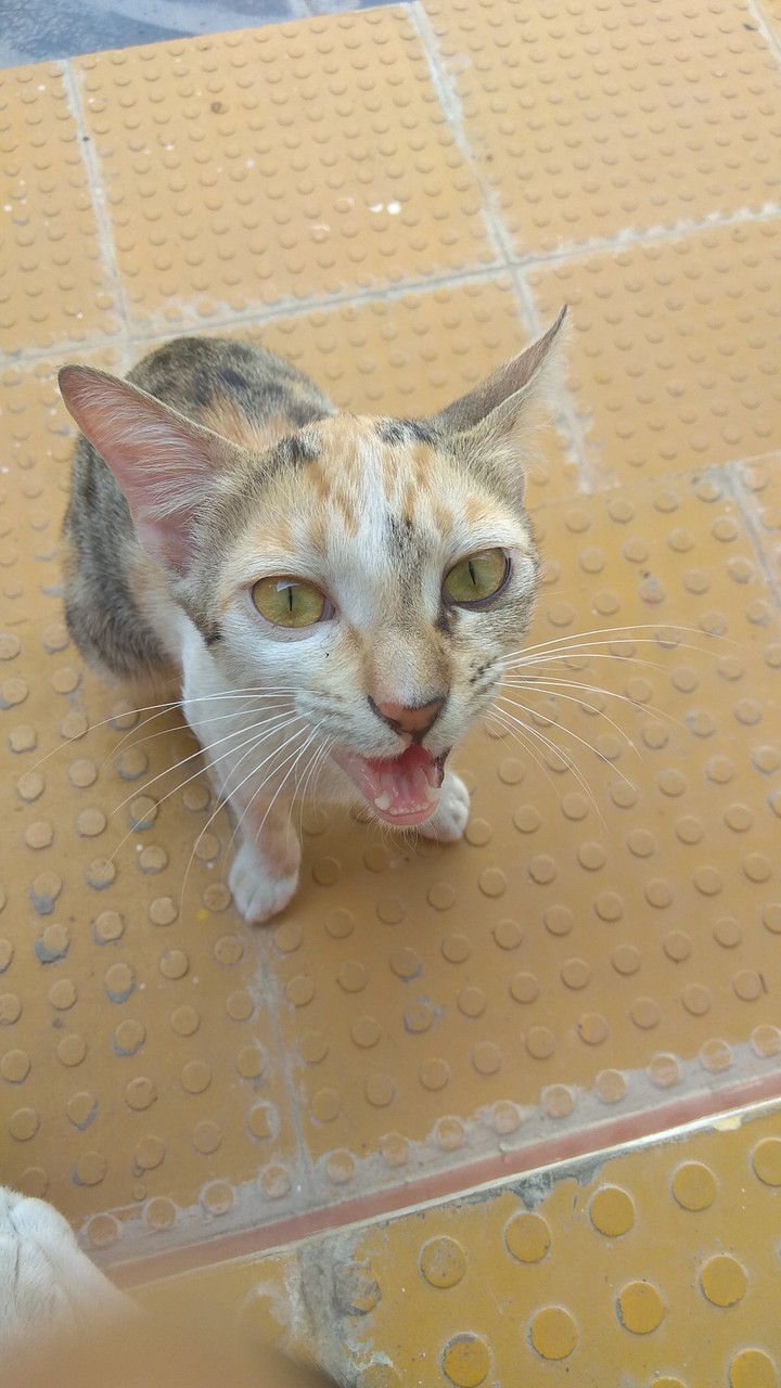 cat