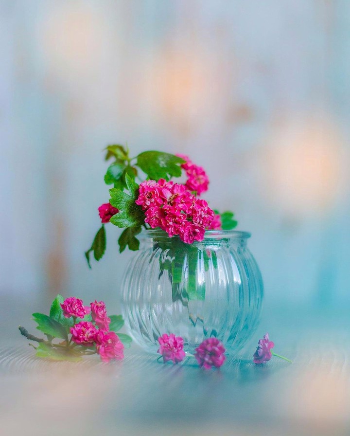 Stilllife