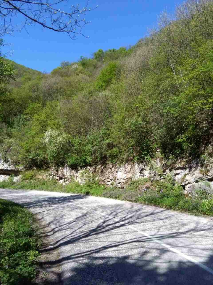 the natural road