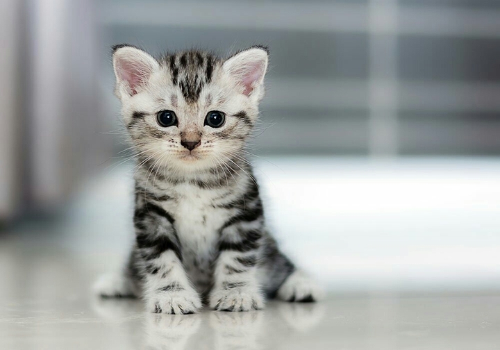 kitten
