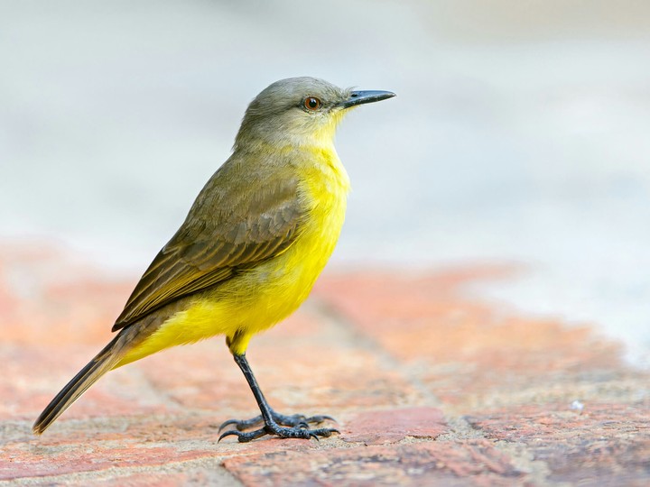 Bird