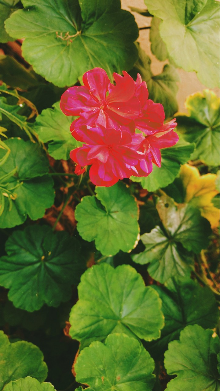 real flower