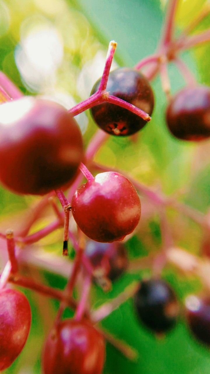 cerise