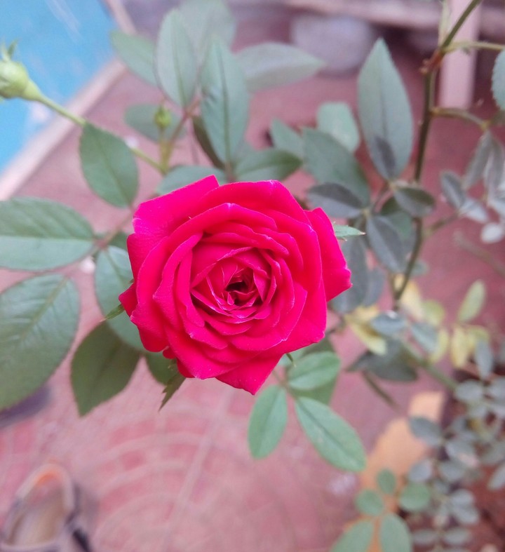 rose