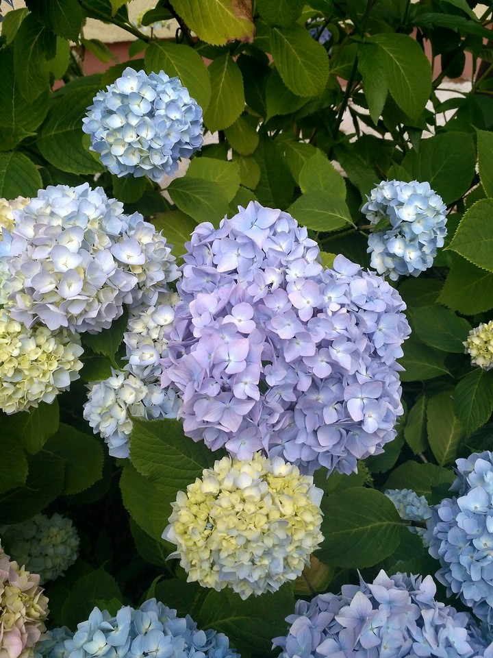 Hydrangea (no filters)