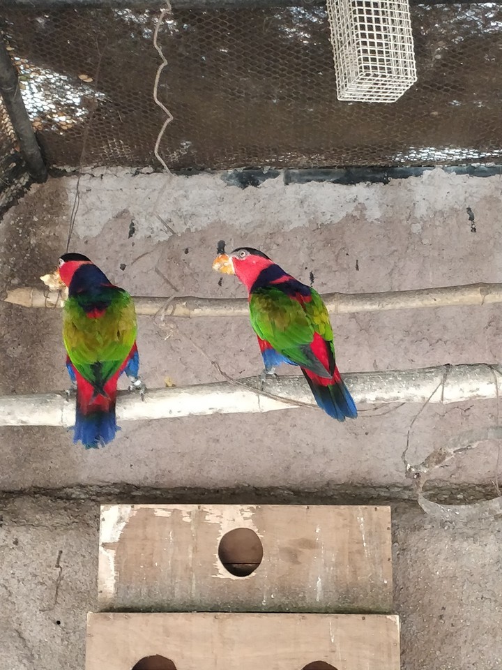 bird