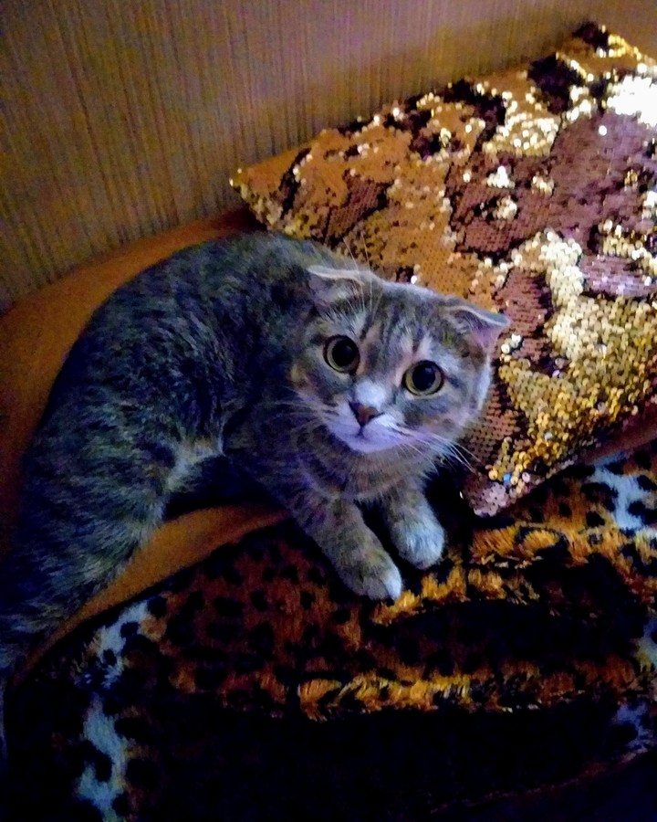 моя Кшися