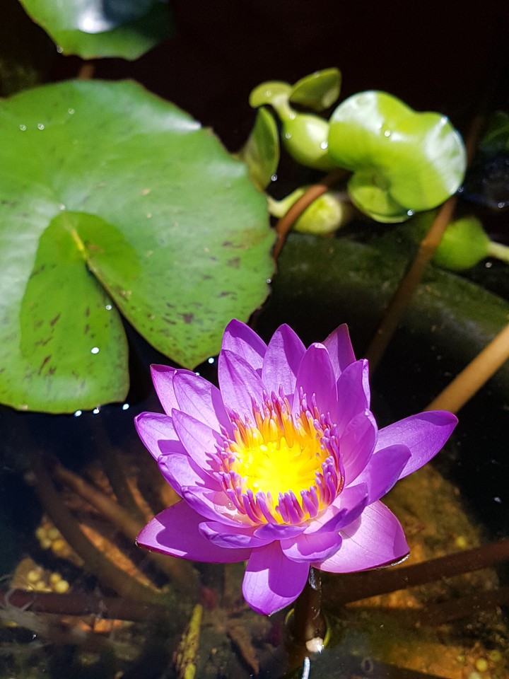수련