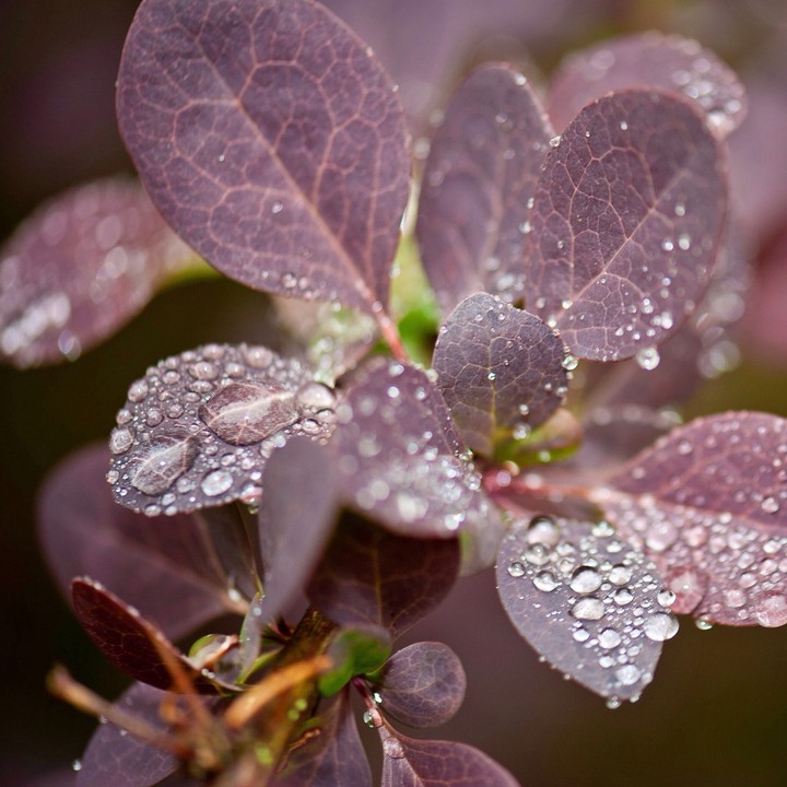 purple