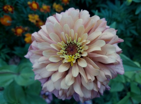 sfondi flower, dahlia