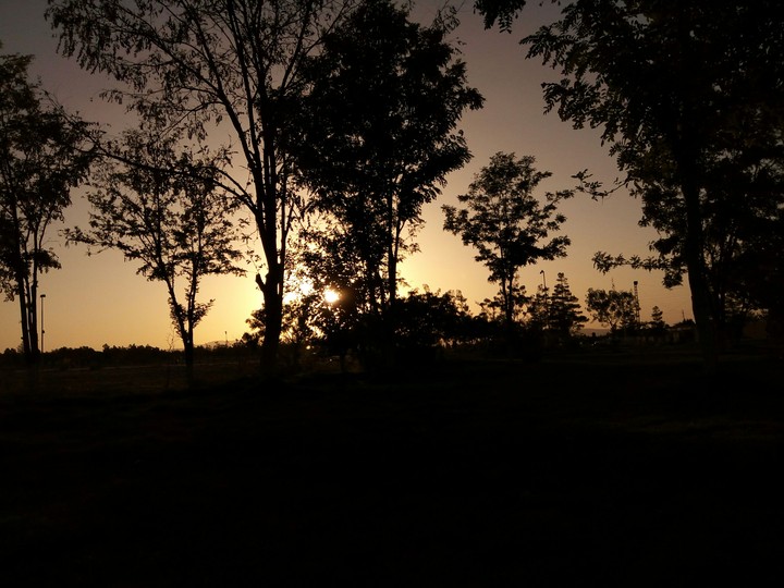 forest