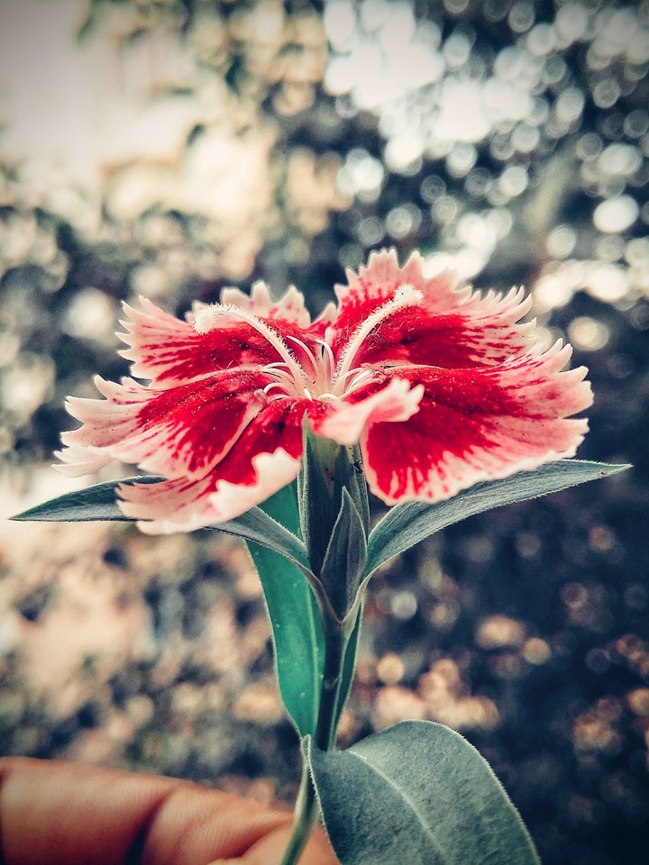 Little Flower