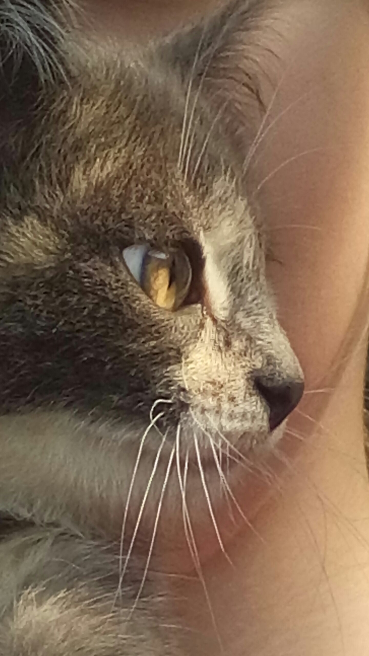 Foto Cat