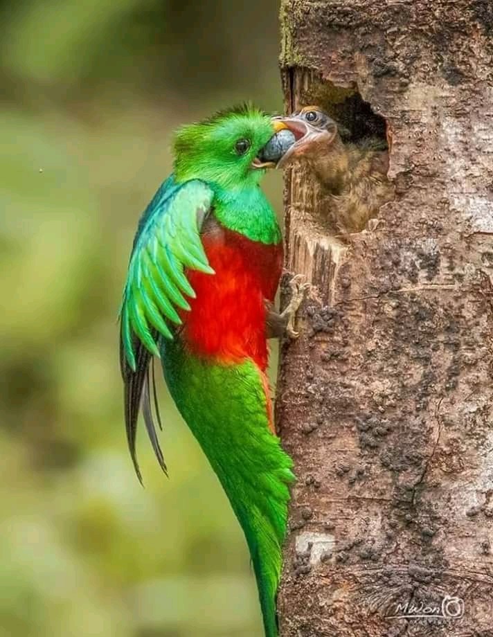 quetzal y su familia