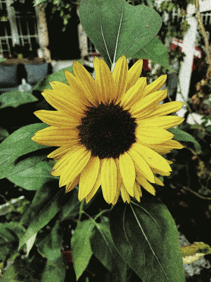Helianthus annuus