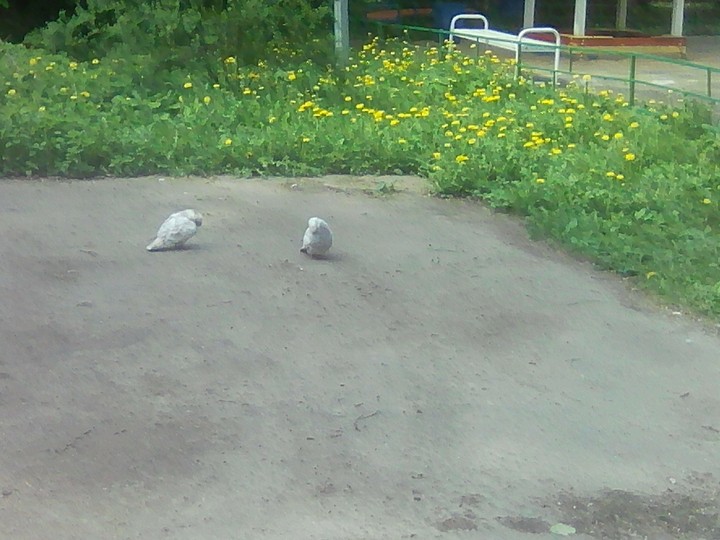норм