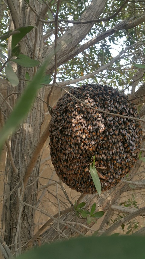honey beehive