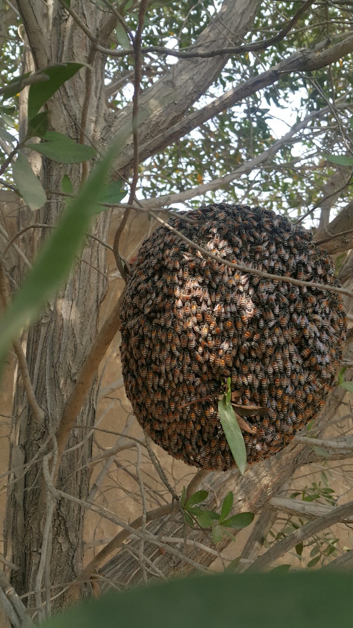 honey beehive