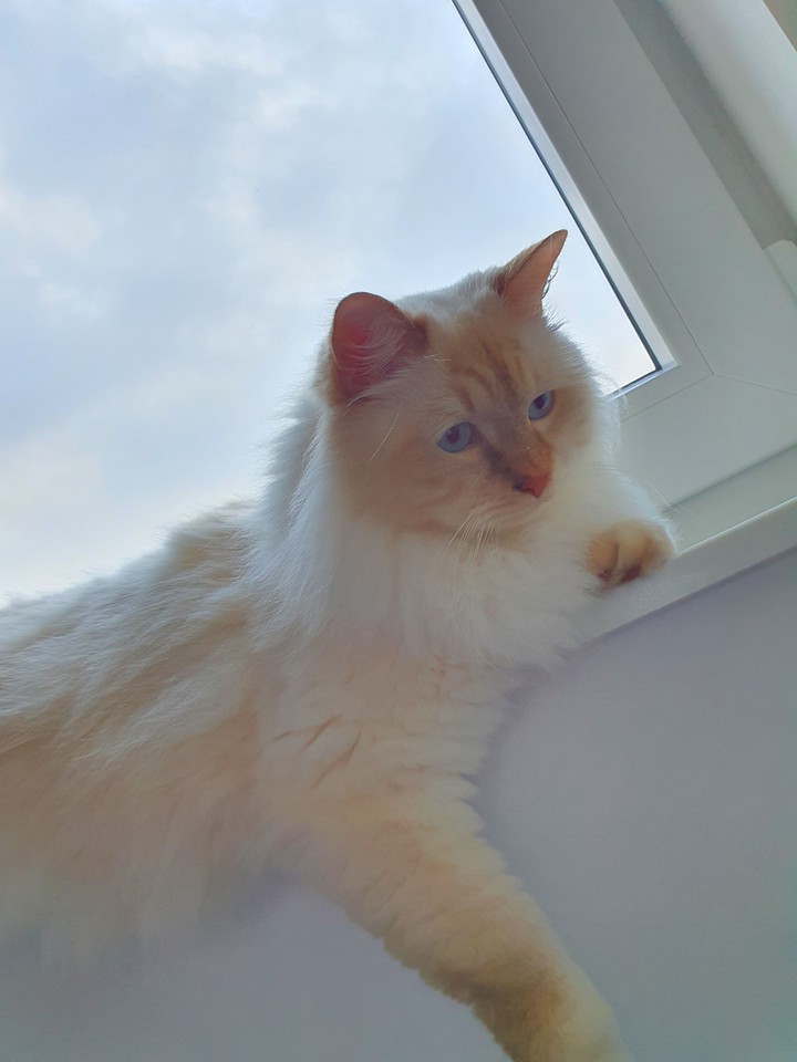 Sweet Cat