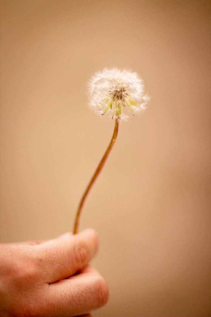 Petite fleur, small flower