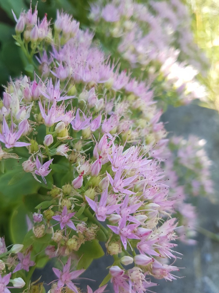 beatiful flower