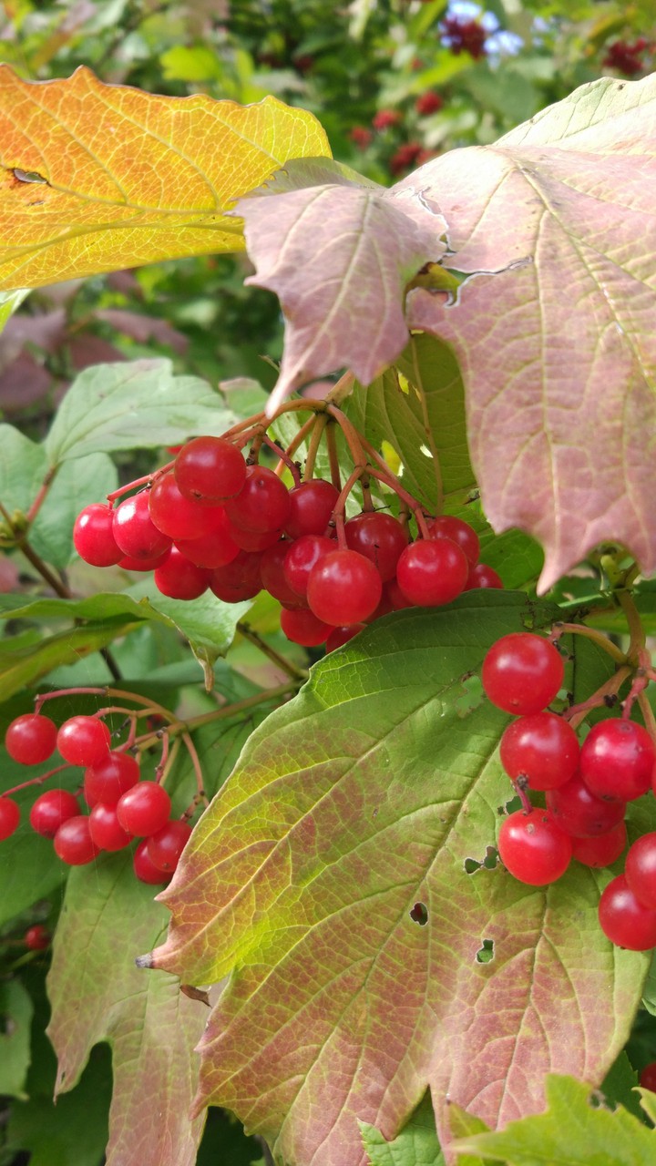 Red viburnum