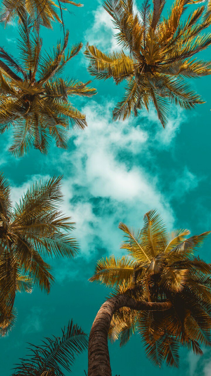 Palms