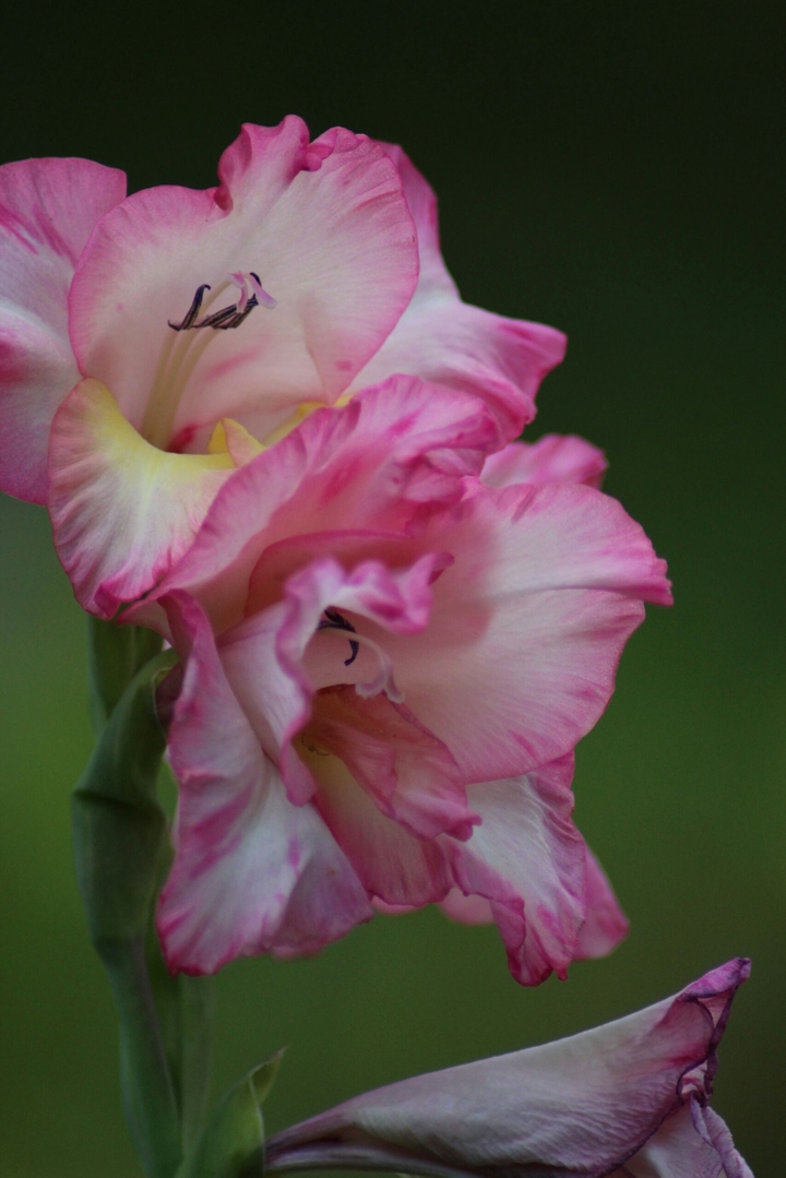 Flowerpower 