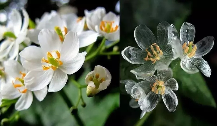 translucent flowers