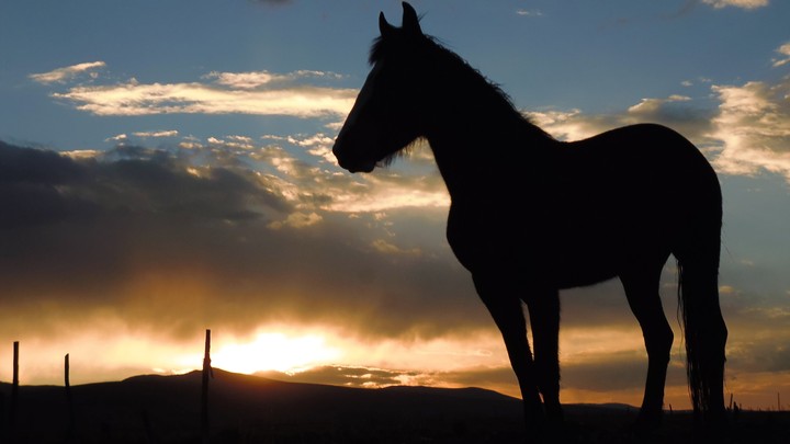 horse - Junín Perú
