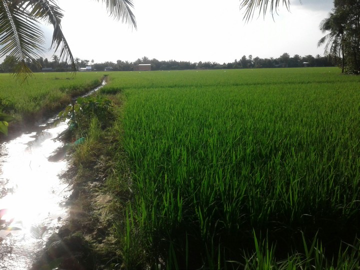 Đồng lúa quê tôi