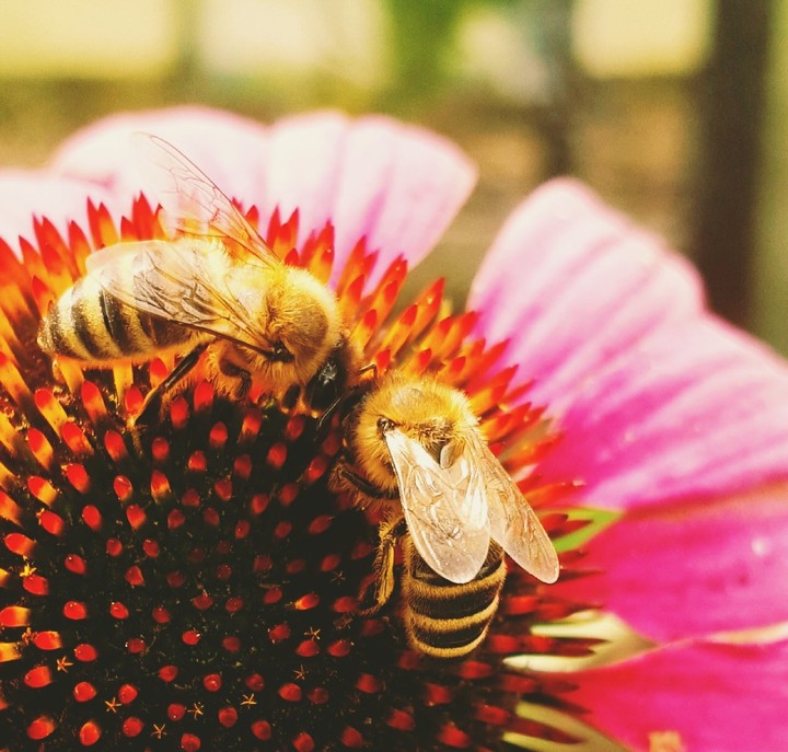 Bee's love