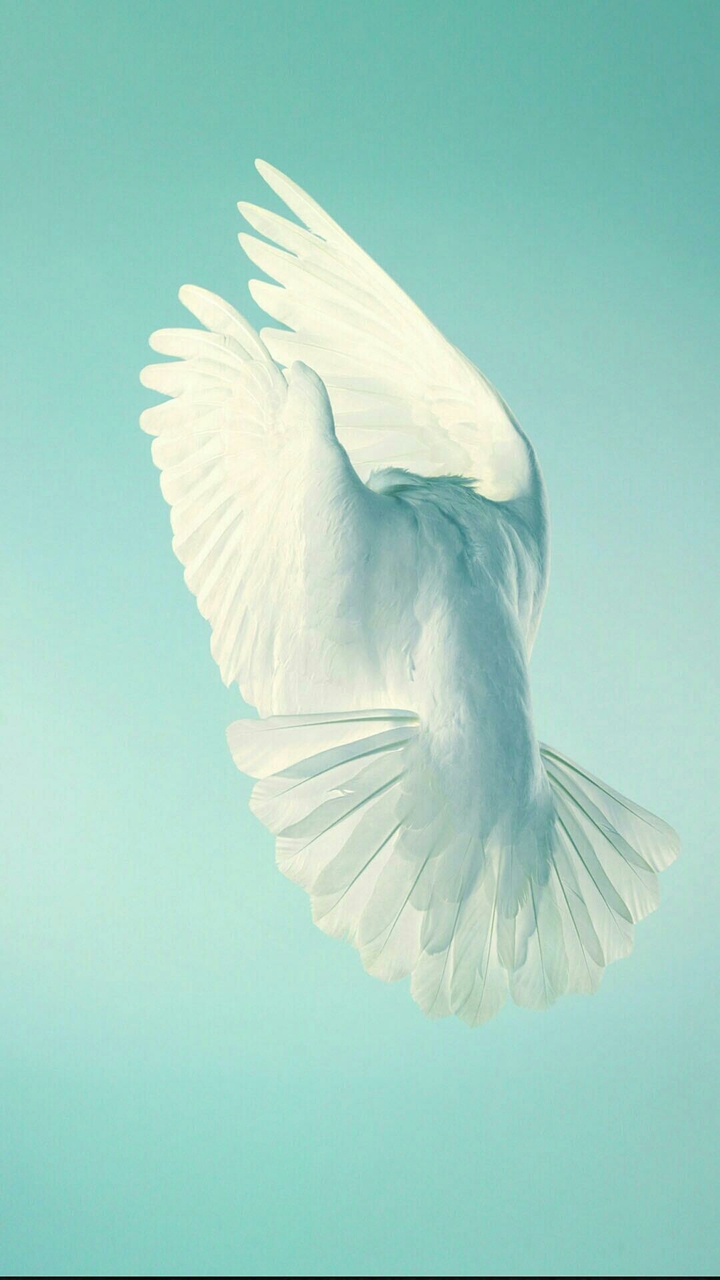 Dove in Flight
