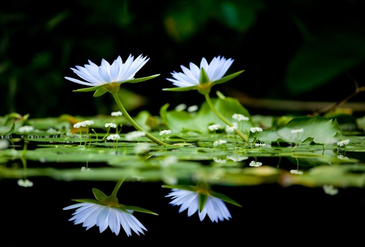 Bangla Lily