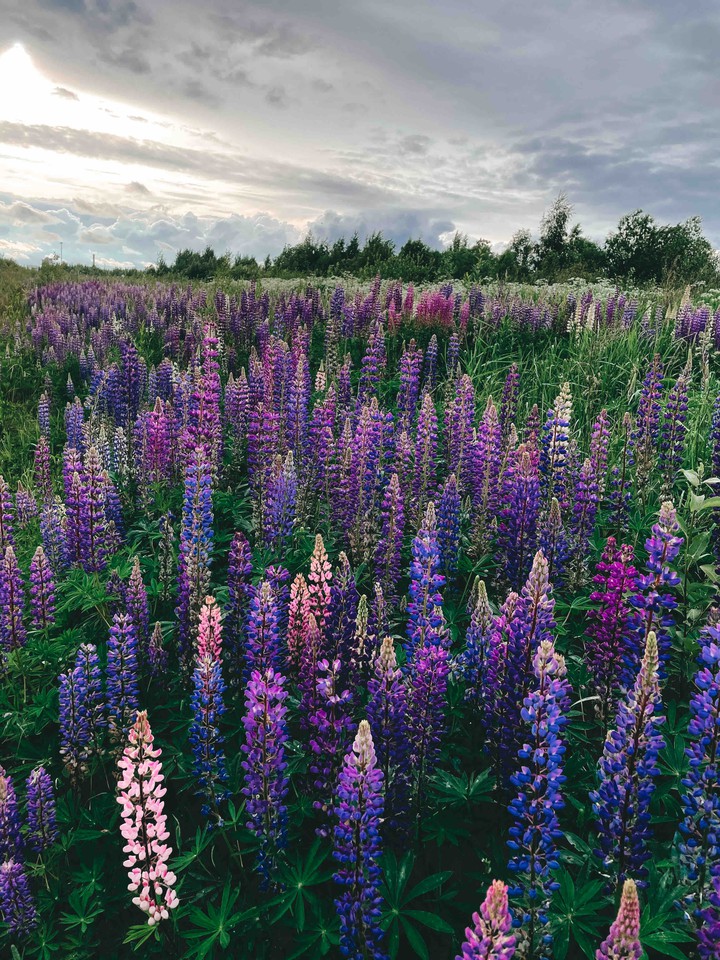 Lupins from Murino (Saint Petersburg, Russia)