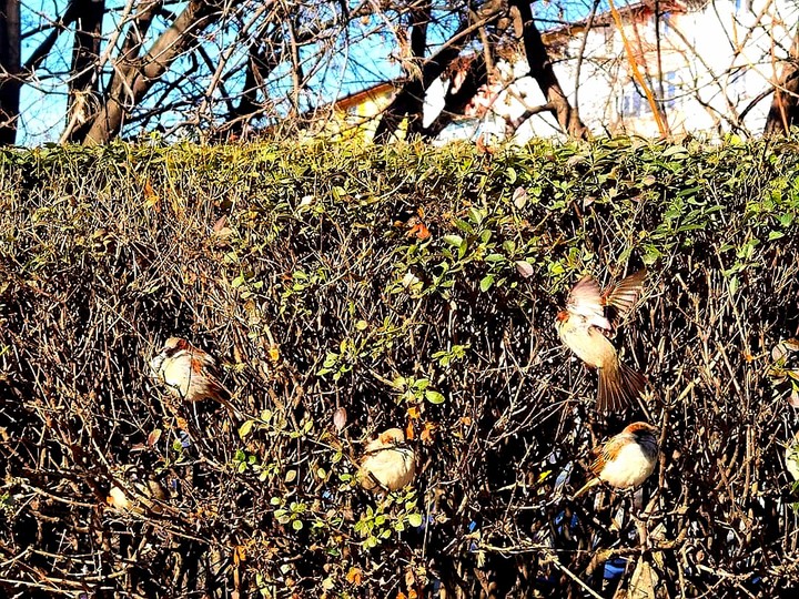 Birds sunbathing