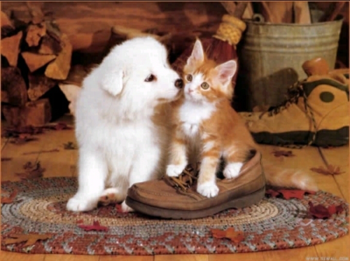 cat&dog